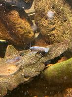 Florida kreeften, Dieren en Toebehoren, Vissen | Aquariumvissen, Vis