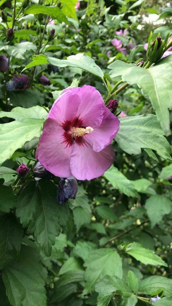 Hibiscus, Tuin en Terras, Planten | Struiken en Hagen, Struik, Overige soorten, Minder dan 100 cm, Ophalen
