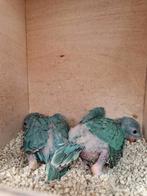 Te koop blauw halsband parkiet, Dieren en Toebehoren, Vogels | Parkieten en Papegaaien, Geslacht onbekend, Parkiet, Geringd