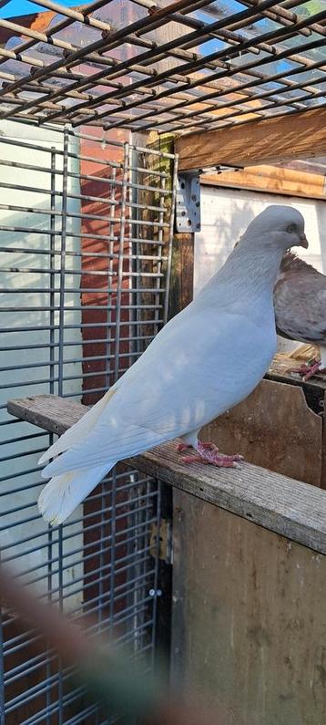 Te koop sierduiven Hagenaars vliegtype beschikbaar voor biedingen