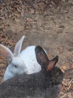 Duitse reus konijnen te koop, Meerdere dieren, Groot