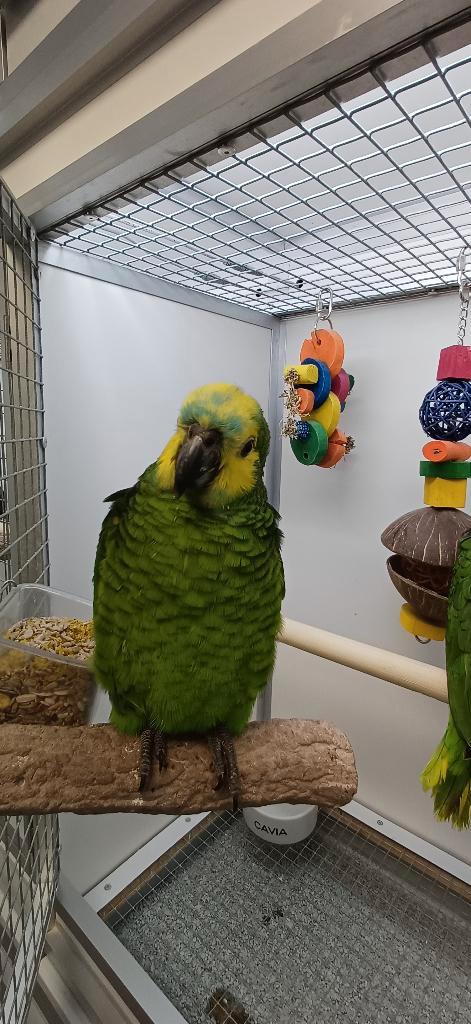 blauwvoorhoofd amazone, Dieren en Toebehoren, Vogels | Parkieten en Papegaaien, Papegaai, Meerdere dieren, Tam, Geringd