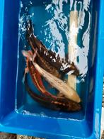 Mooie Mihuzo Koi, Dieren en Toebehoren, Karper of Koi