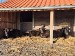 Gezocht samenwerking met collega Wagyu fokker in limburg