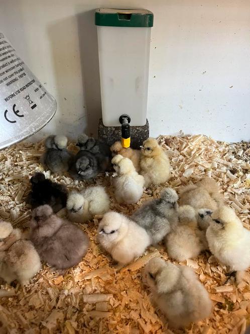 Usa zijdehoen kuikens geent en closca gesekst, Dieren en Toebehoren, Pluimvee, Kip, Vrouwelijk