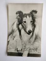 ANSICHTKAART LASSIE KINDERSERIE Schotse herdershond COLLIE, Ophalen of Verzenden, 1960 tot 1980, Ongelopen, Hond of Kat