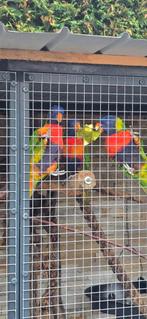 Lori van de blauwe berg, Dieren en Toebehoren, Vogels | Parkieten en Papegaaien, Meerdere dieren, Parkiet