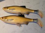 2x roach paddle tail, Ophalen of Verzenden, Zo goed als nieuw, Dobber of Lood