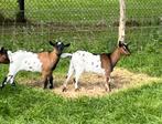 Twee jonge dwerggeitjes, Dieren en Toebehoren, Vrouwelijk, Geit