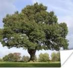 Esdoornboompje en eikenboompje, Tuin en Terras, Ophalen, Halfschaduw, Overige soorten, 100 tot 250 cm