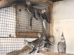 Witkop valkparkiet, vogels, Dieren en Toebehoren, Vogels | Overige Vogels, Meerdere dieren, Tropenvogel
