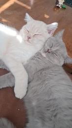 Twee lieve en gezonde binnenkatten ️, Dieren en Toebehoren, Katten en Kittens | Raskatten | Korthaar, Meerdere dieren, Ontwormd