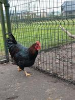 Haan Barnevelder groot dubbelgezoomd, Dieren en Toebehoren, Pluimvee, Mannelijk, Kip