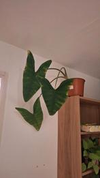 Alocasia plant, Tuin en Terras, Planten | Tuinplanten, Ophalen, Bloeit niet, Vaste plant, Overige soorten