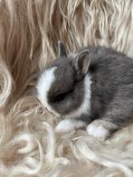 Top bonte kleurdwerg, Dieren en Toebehoren, Konijnen, Mannelijk, Dwerg