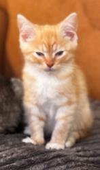 Britse korthaar kitten, Meerdere dieren, Met stamboom, 0 tot 2 jaar