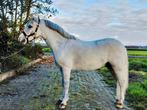 Betuigde en ohz bixiebrave Welsh A ruinen, span of apart, Dieren en Toebehoren, Gechipt, Ruin, Dressuurpony, M