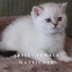 British Shorthair Blue Point, Meerdere dieren, Gechipt, 0 tot 2 jaar