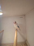 Bonte personata man agapornis, Dieren en Toebehoren, Vogels | Parkieten en Papegaaien