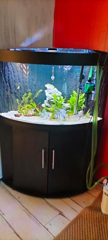 Hoekaquarium met 2 maanviskoppel  beschikbaar voor biedingen