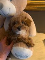 Schitterende Maltipoo pups, Overige rassen, CDV (hondenziekte), 8 tot 15 weken, Meerdere