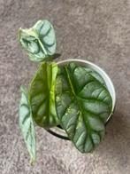 Alocasia silver dragon albo variegata, Huis en Inrichting, Kamerplanten, Ophalen of Verzenden, Halfschaduw, Minder dan 100 cm