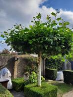 Dakplatanen 2x te koop, Tuin en Terras, Planten | Bomen, Ophalen, Volle zon, Dakboom, 250 tot 400 cm