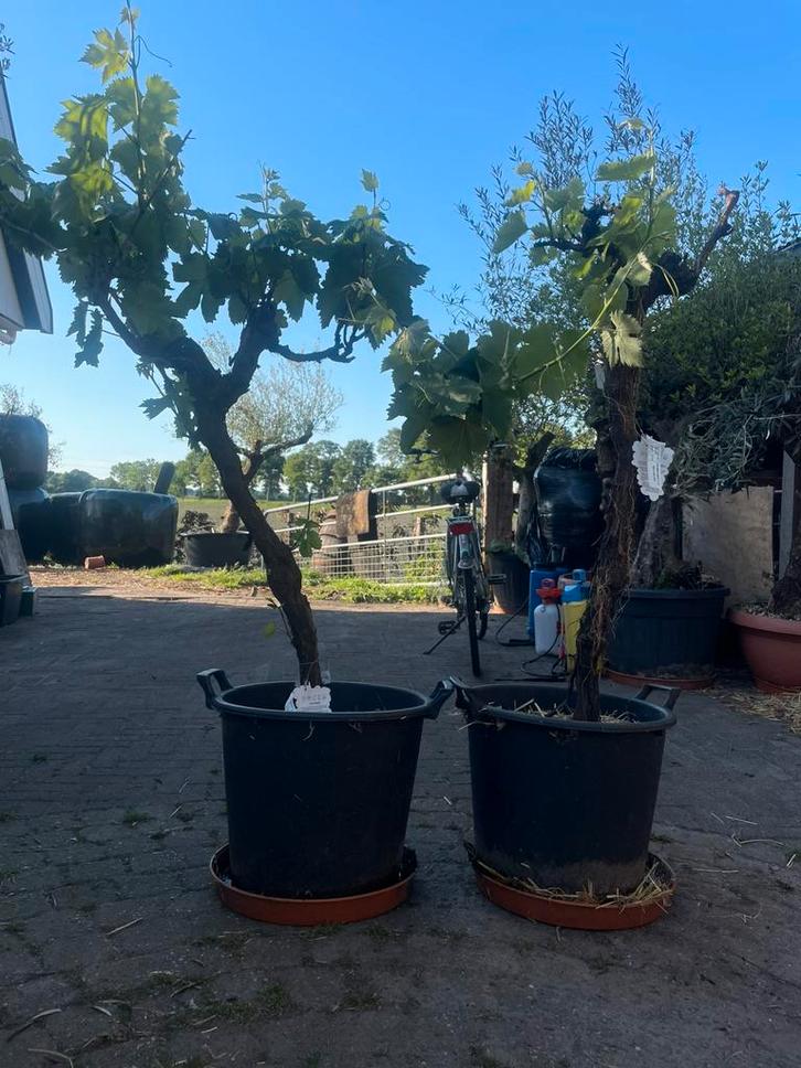 Druiven op stam (110cm ), vitis vinifera' Nero D' avola., Tuin en Terras, Planten | Tuinplanten, Vaste plant, Fruitplanten, Volle zon