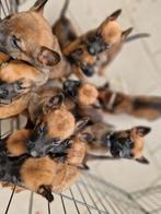 Mechelse Herder Pups, Dieren en Toebehoren, Honden | Herdershonden en Veedrijvers, CDV (hondenziekte), 8 tot 15 weken, Meerdere