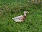 4 mannelijke grote/zware eenden, Dieren en Toebehoren, Pluimvee, Mannelijk, Eend