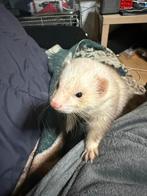 Dek fret niet tekoop!, Dieren en Toebehoren, Knaagdieren, Fret, April, Mannelijk, Tam