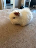 Teddy widder konijntjes 3 stuks over, Meerdere dieren, Dwerg, 0 tot 2 jaar