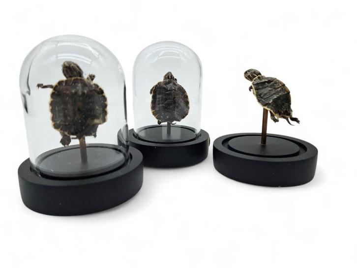 Baby schildpadjes in glazen stolpjes opgezette, Verzamelen, Dierenverzamelingen, Zo goed als nieuw, Opgezet dier, Vogel, Ophalen of Verzenden