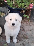 Zwitserse Witte Herder pups, Dieren en Toebehoren, Honden | Herdershonden en Veedrijvers, 8 tot 15 weken, Meerdere, Meerdere dieren