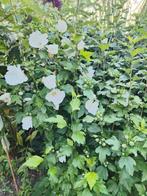 hibiscus, Tuin en Terras, Planten | Struiken en Hagen, Ophalen, Overige soorten, Struik