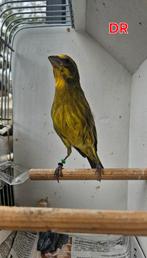 Dikbek chini x m.roodmus, Dieren en Toebehoren, Vogels | Overige Vogels, Mannelijk, Geringd