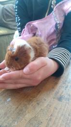 6 jonge cavias te koop, Dieren en Toebehoren, Knaagdieren, Meerdere dieren, Cavia, Na 1 juli 2024