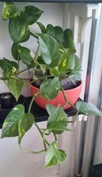 Phylodendron, kamerplant, Ophalen of Verzenden