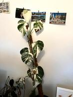 Monstera Variegata met veel wit!, Huis en Inrichting, Kamerplanten, Ophalen, Overige soorten, Halfschaduw, In pot