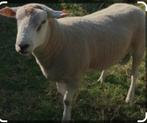 Gezocht, swifter dekram, Dieren en Toebehoren, Schapen, Geiten en Varkens, Mannelijk, Schaap