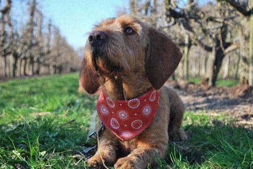 Hondenbandana Zeeuwse Knop S Dubbelzijdig, Dieren en Toebehoren, Honden-accessoires, Nieuw, Ophalen of Verzenden