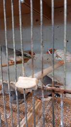 Zebravinken., Dieren en Toebehoren, Meerdere dieren