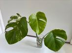 Monstera Variegata stek, Ophalen of Verzenden, Overige soorten, Minder dan 100 cm