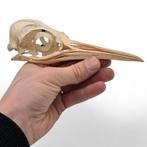 Zeldzame schedel van een Koningspinguïn, Ophalen of Verzenden, Schedel