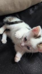 Kittens, Dieren en Toebehoren, Katten en Kittens | Overige Katten, Meerdere dieren, Kortharig, 0 tot 2 jaar