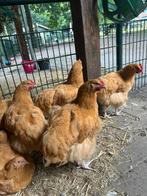 Orpington Buff groot hanen, Dieren en Toebehoren, Pluimvee, Mannelijk, Kip