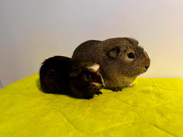 Tamme cavia beertjes ter adoptie, Dieren en Toebehoren, Knaagdieren, Mannelijk, Cavia, Oktober, Tam