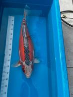 Koi shusui, Karper of Koi
