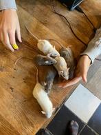 Dwergratjes, rittens, mannelijk, korthaar & velveteen., Dieren en Toebehoren, Knaagdieren, Rat, Mannelijk, Juli, Tam