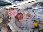 Full silicone baby 50cm, Verzamelen, Poppen, Ophalen of Verzenden, Pop, Levensecht of Reborn